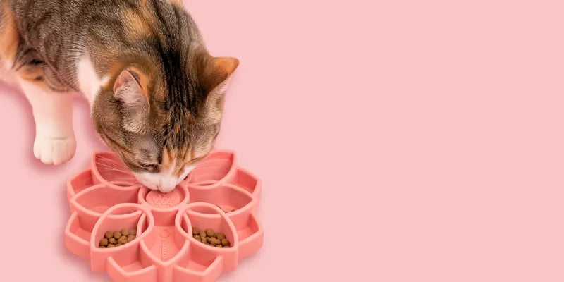 Gamelle anti glouton chat