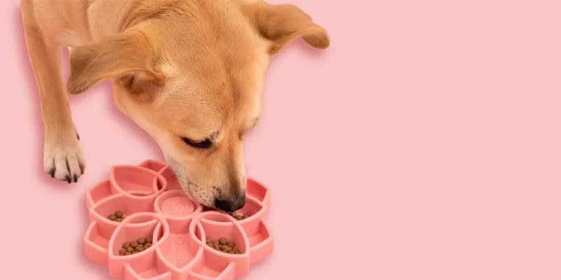 Gamelle anti glouton chien