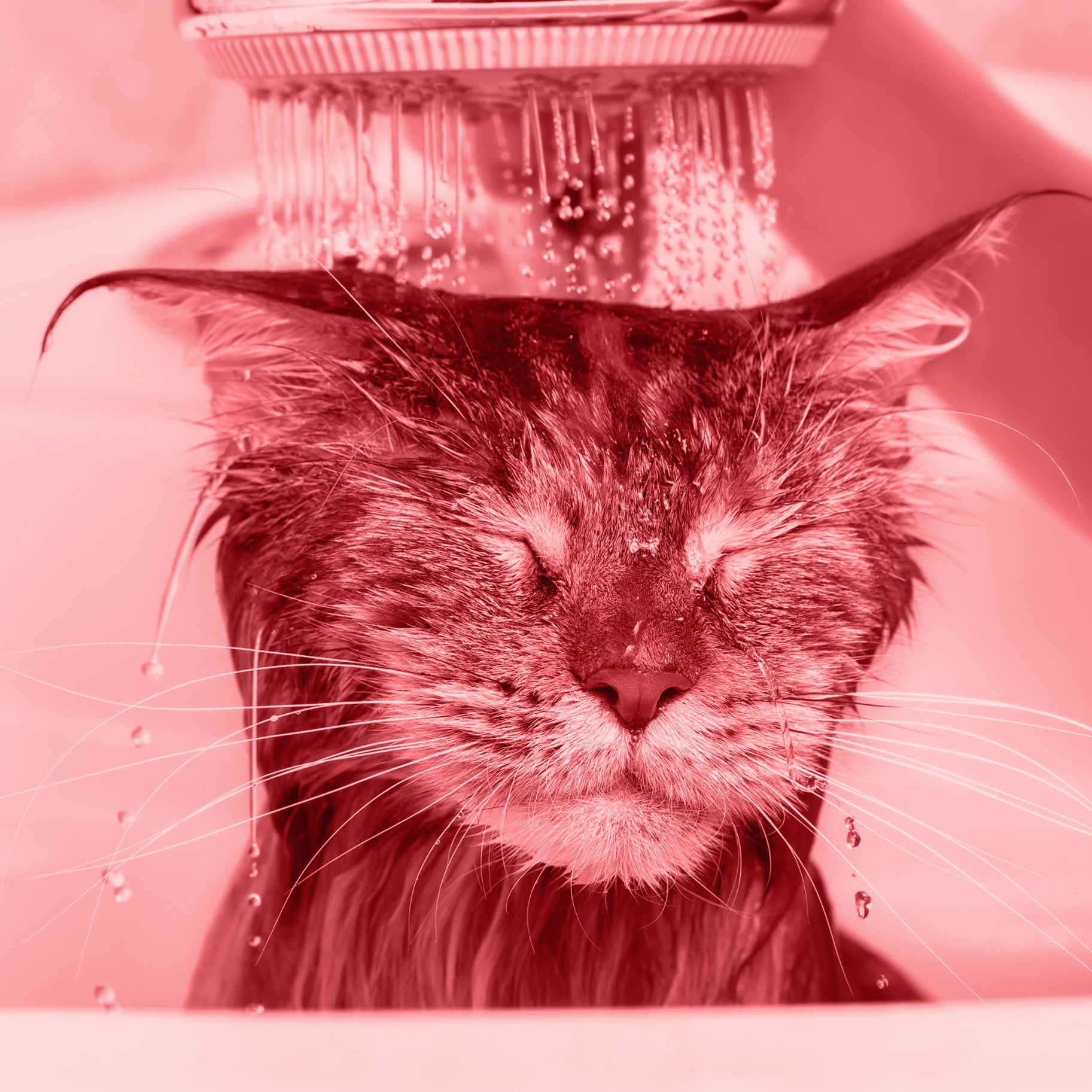 Hygiène et bien-être pour chats