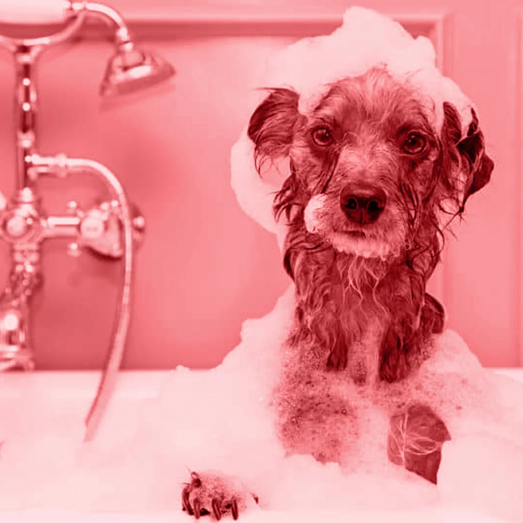 Accessoires & bien-être pour chiens