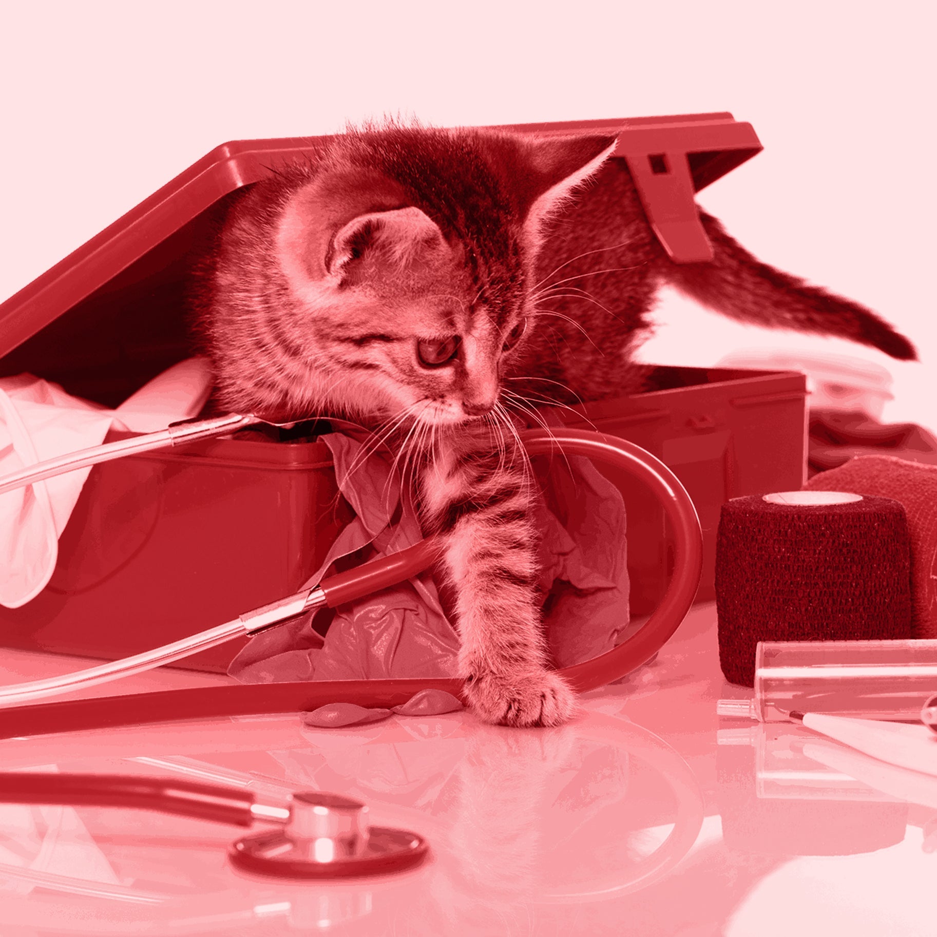 Voyages & Accessoires nomades pour chats