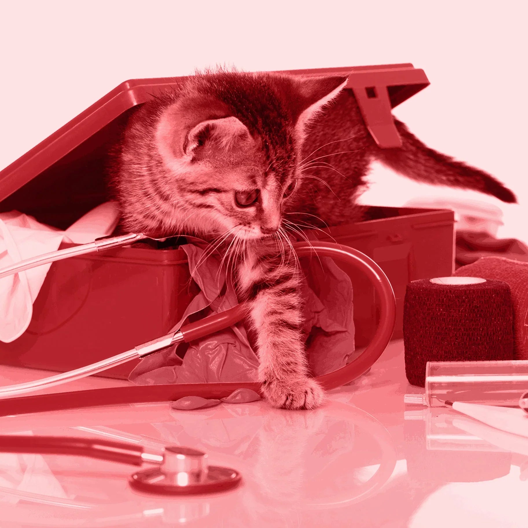Accessoires et bien-être pour chats