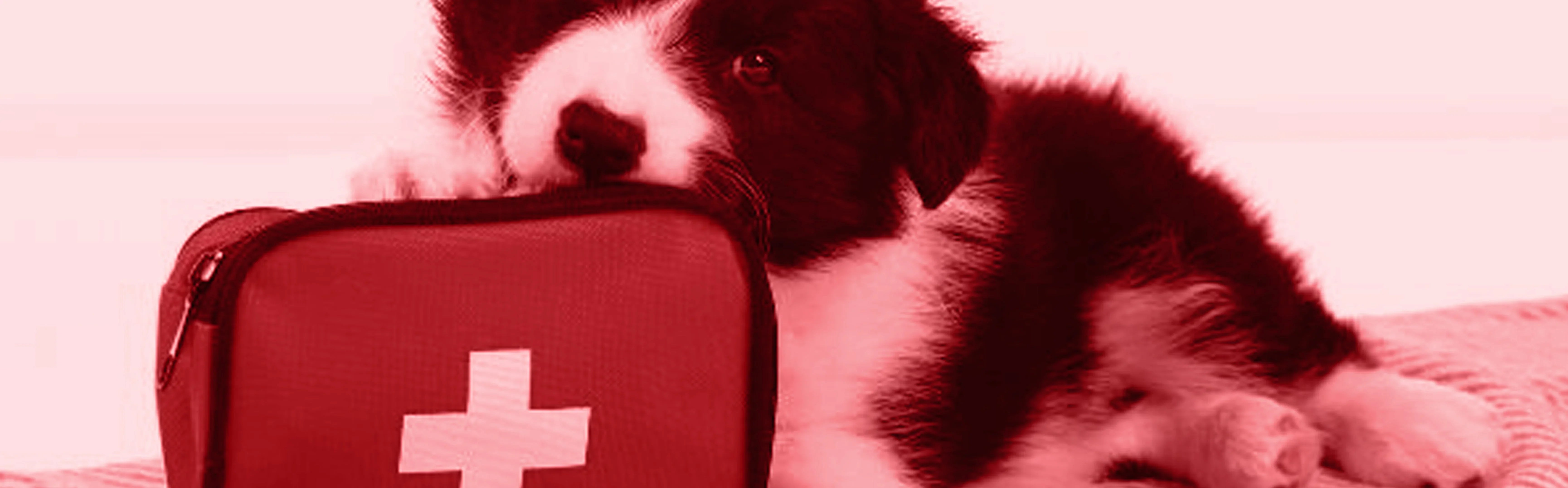 Voyages & Accessoires nomades pour chiens