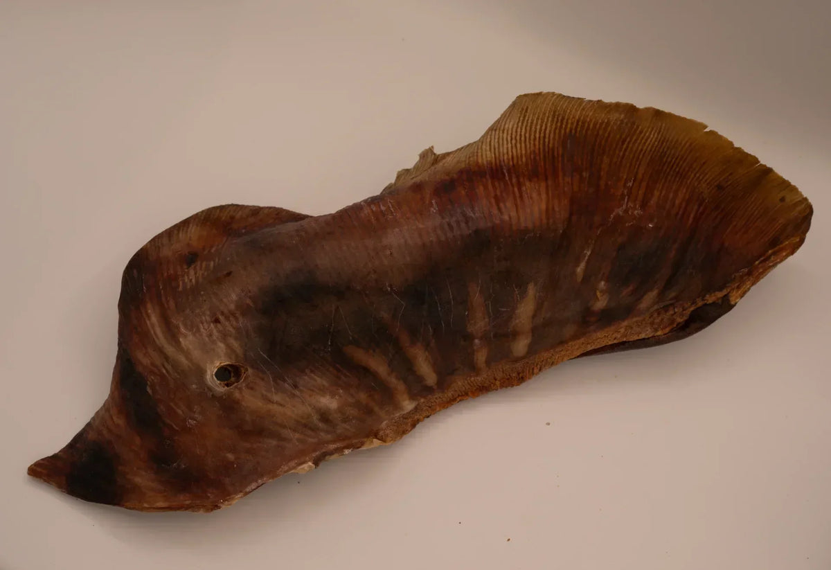 Aile de raie – Poisson entier – Mastication gourmande XXL pour chiens – 1 pièce