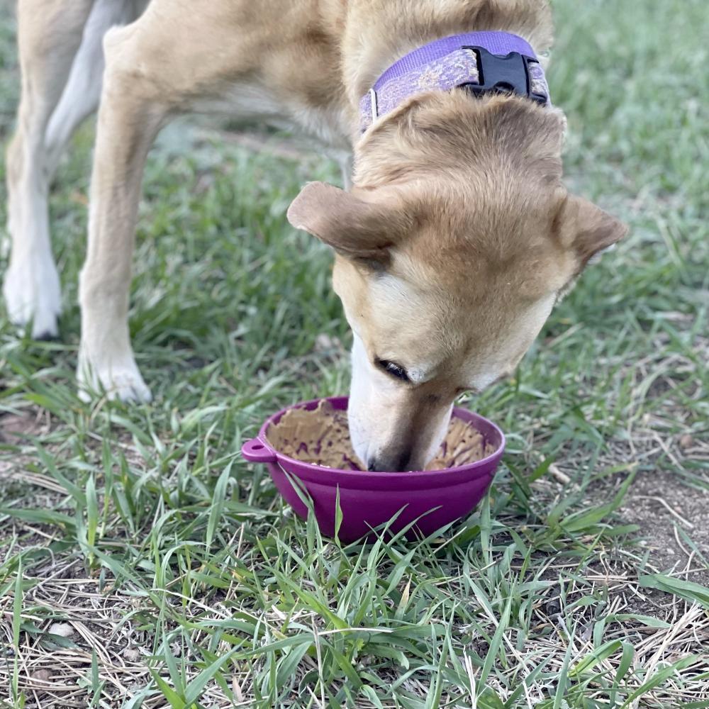 Mandala Anti-Glutton Enrichment Tray - Sodapup