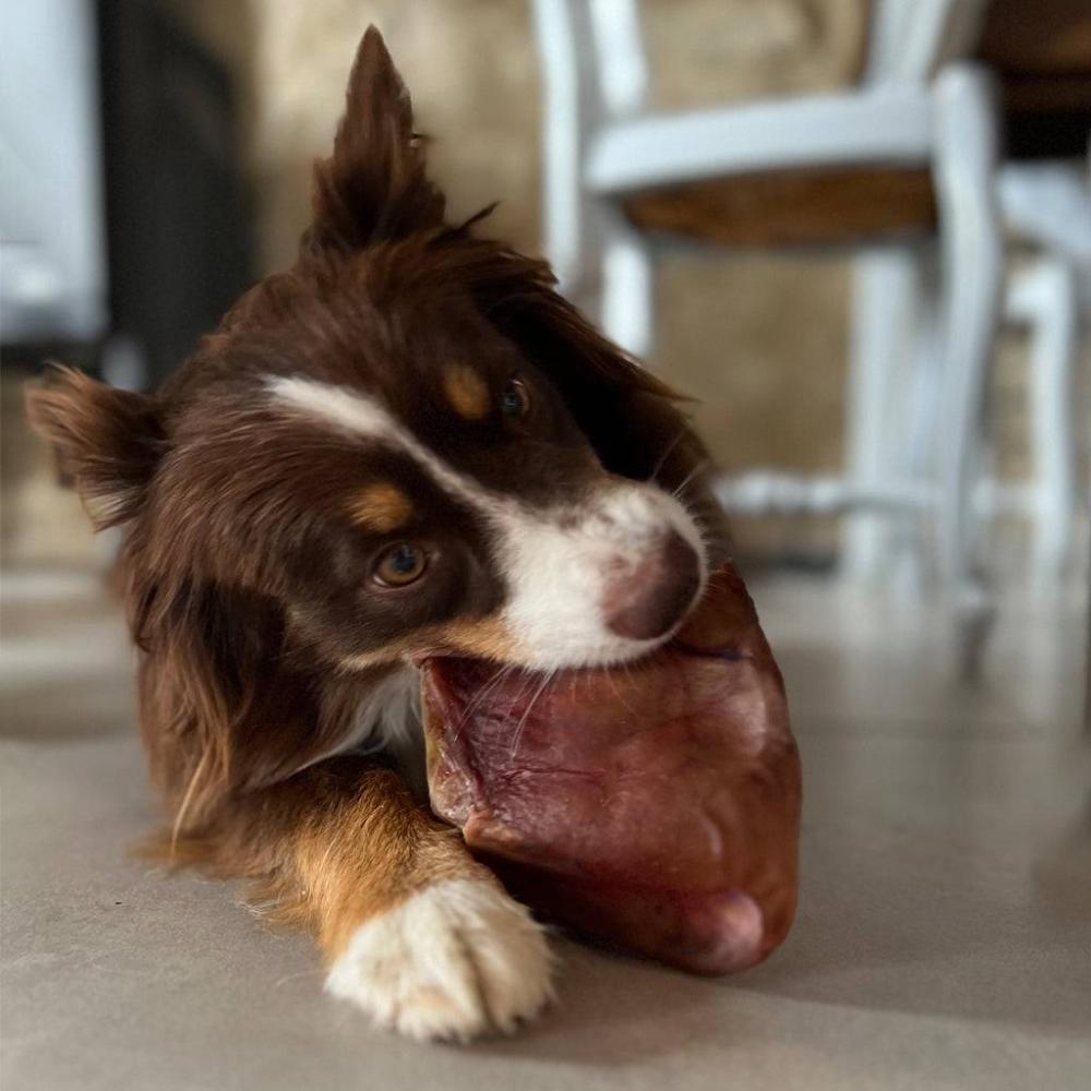 oreille de cochon pour chien