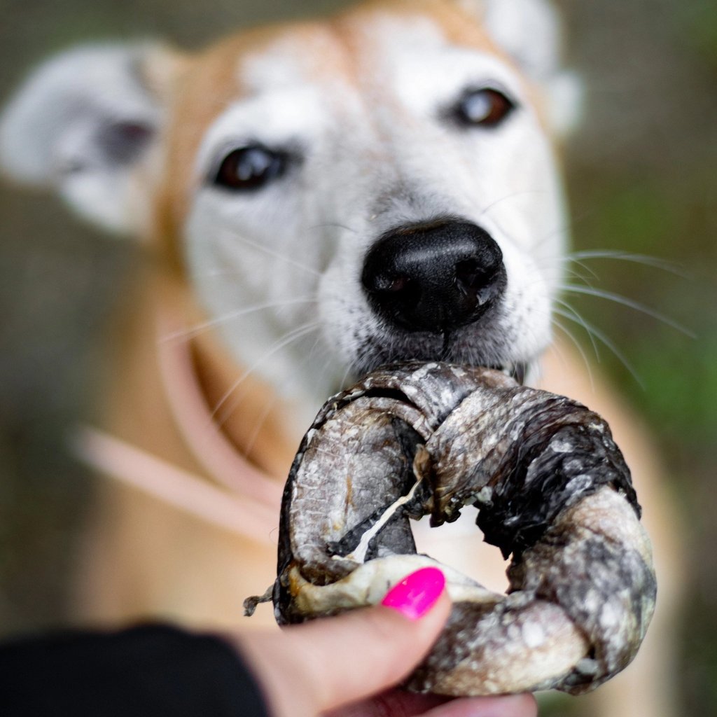 anneaux de peau de morue pour chien