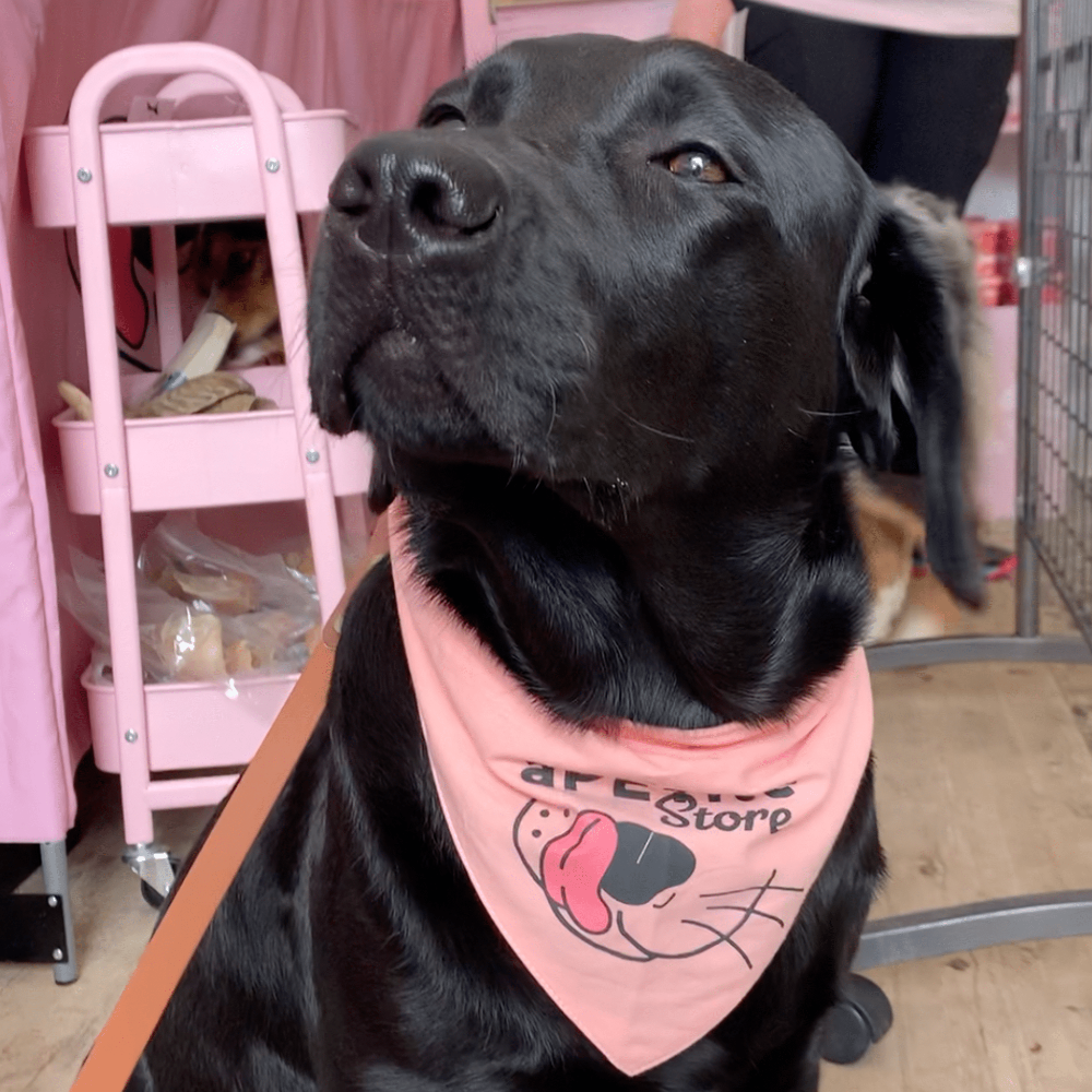 bandana pour chien rose