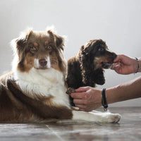 cubes de poumon pour chien