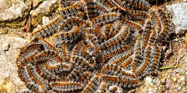 chenille processionnaire chien colonie de chenilles sur sol pierreux
