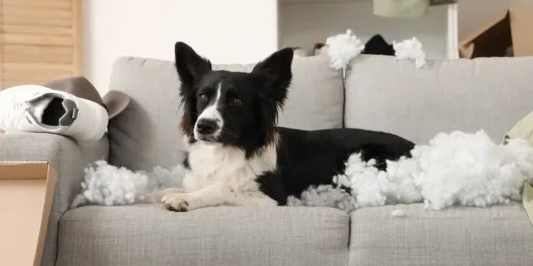 comment occuper chien pendant absence