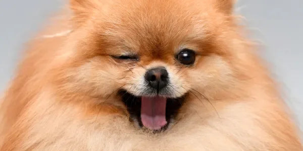prenom chien en b