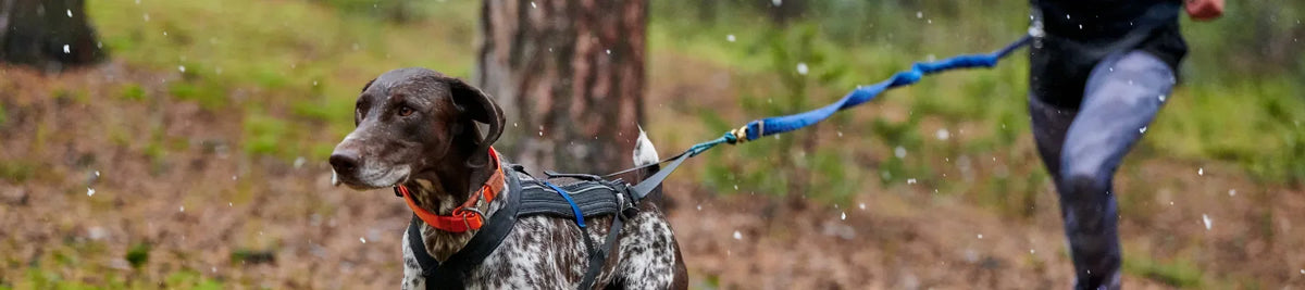 canicross chien