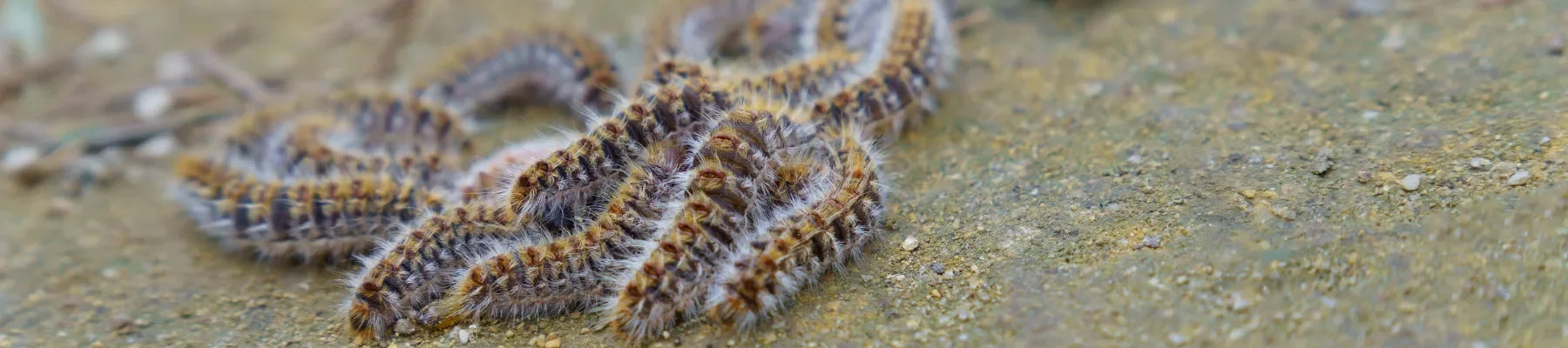 chenille processionnaire chien amas de chenilles au sol