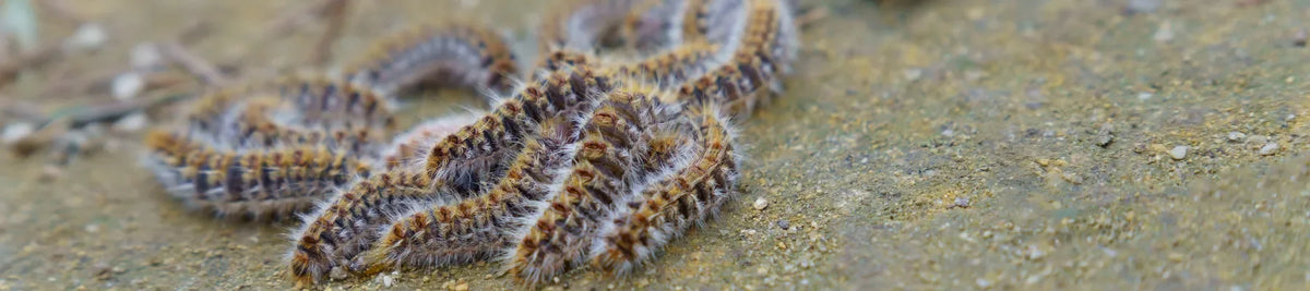 chenille processionnaire chien amas de chenilles au sol
