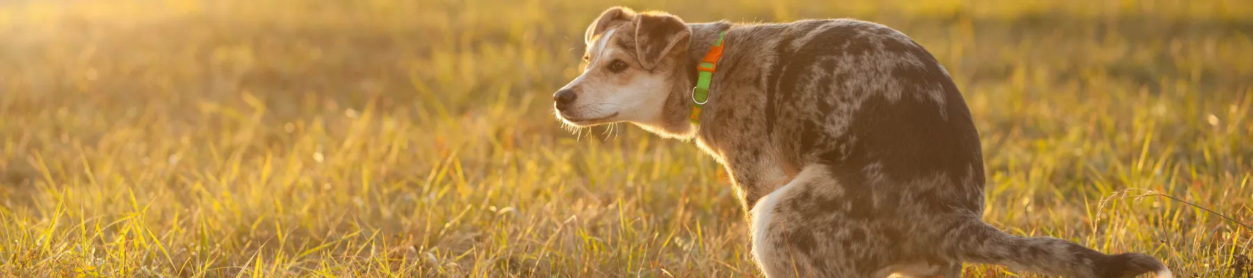 chien diarrhee que faire