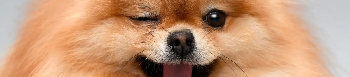 prenom chien en b