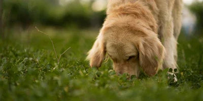 mon chien mange de l'herbe