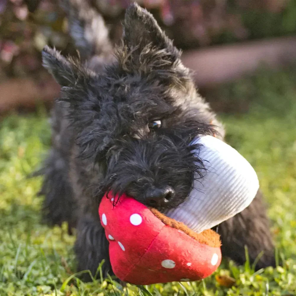 Blooming Buddies Mutt's Mushroom  🍄 – Jeu de fouille interactif champignon pour chien – PET PLAY