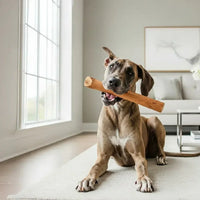 Bois de cannelle pour chien – Mastication longue 100% végétale