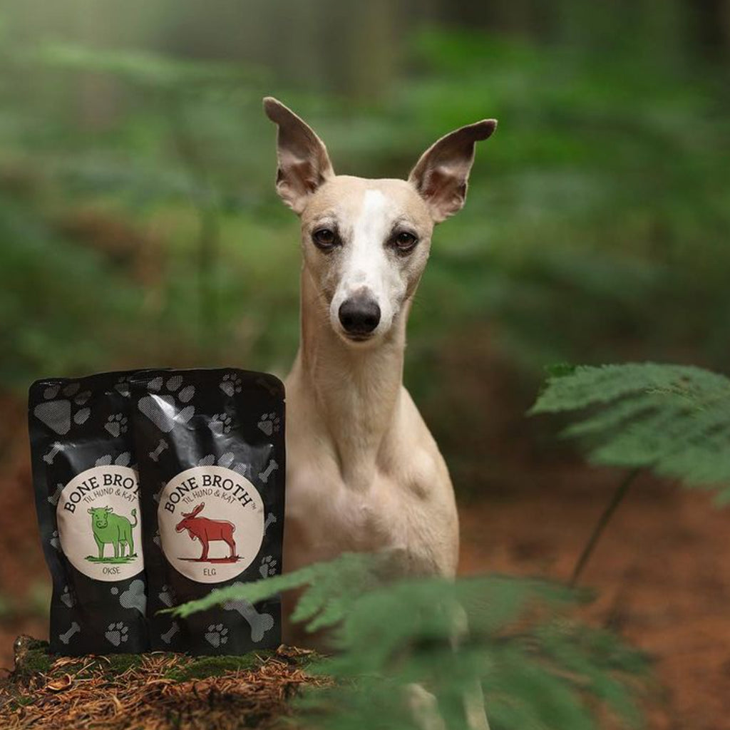 bone broth for dogs