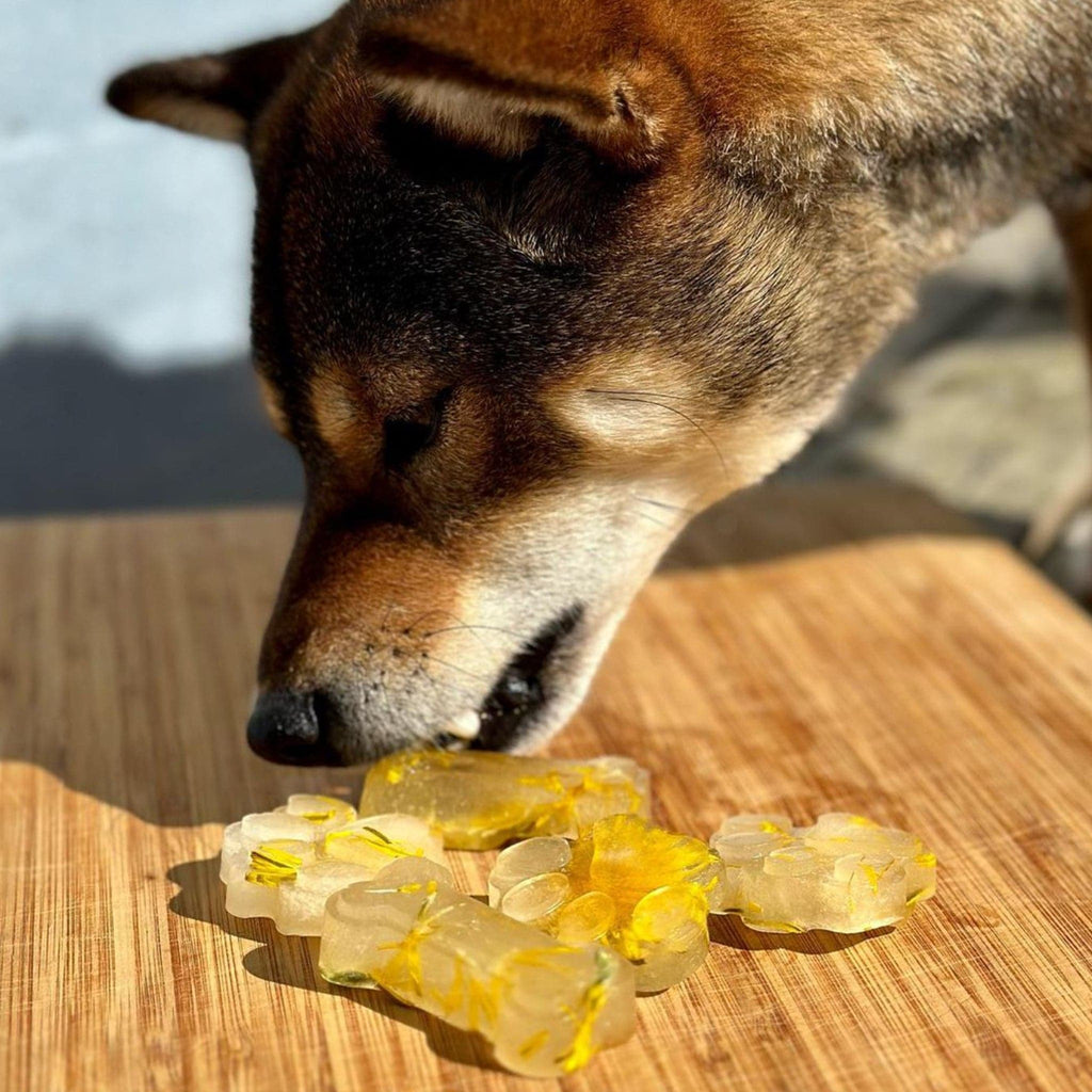 bouillon d'os chien