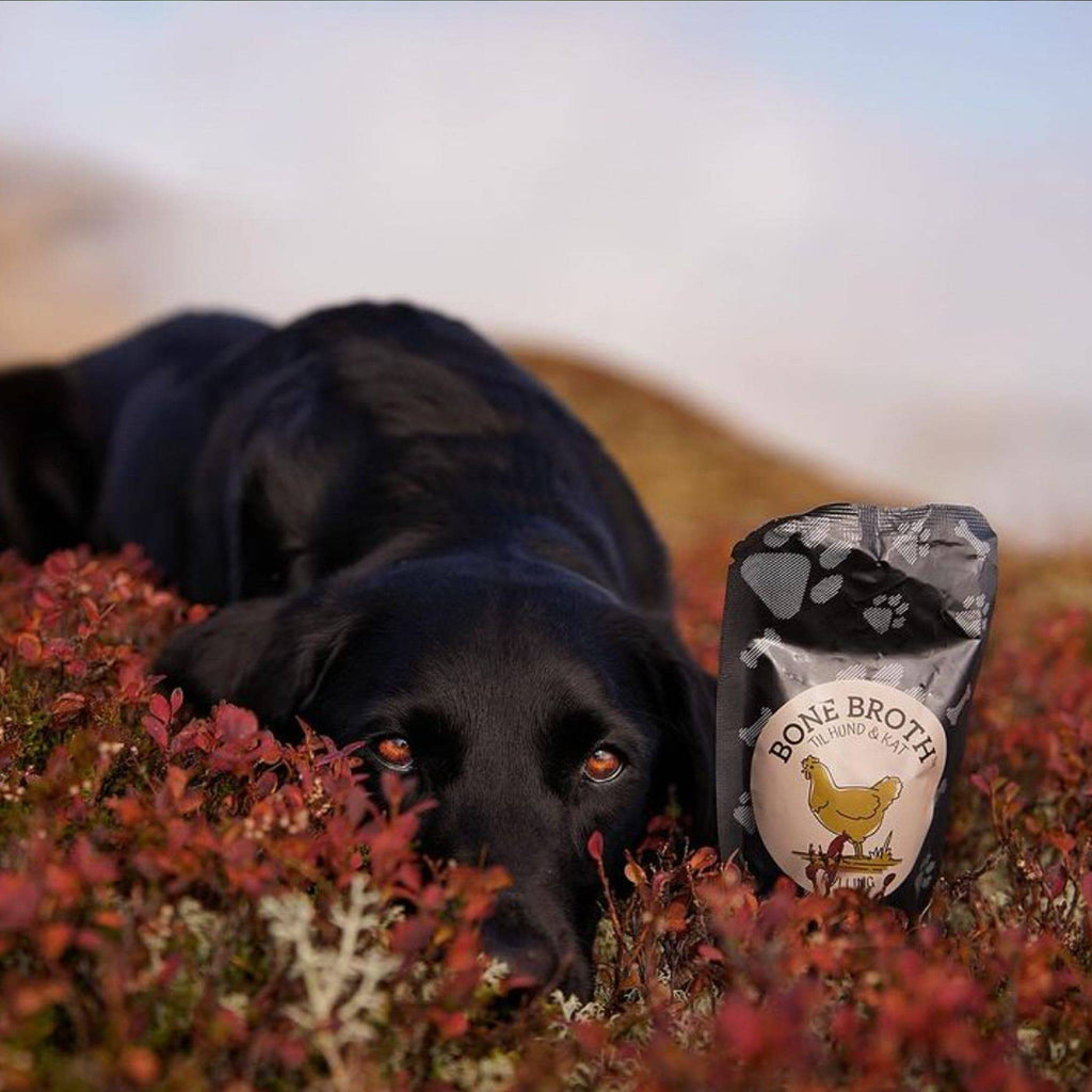 bouillon d'os pour chiens et chats