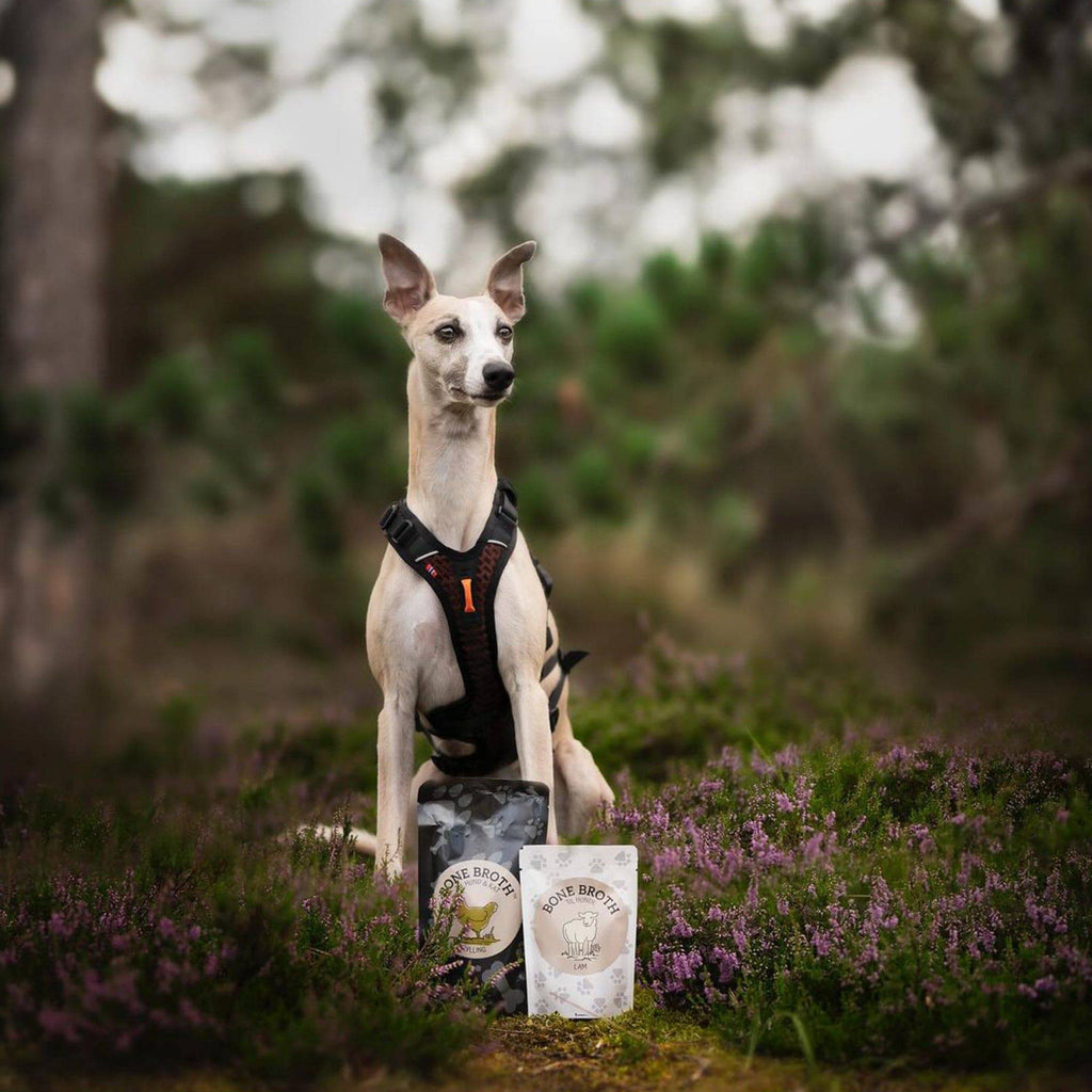 bouillon d'os pour chiens et chats