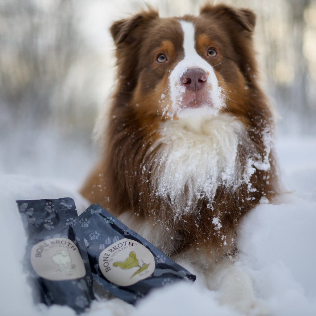 bouillons d'os pour chiens