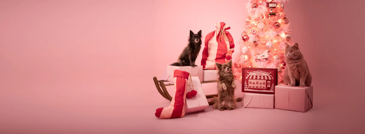 Cadeau de Noël pour chien A PET STORE : calendrier de l'Avent pour chien Hotte de l'Avent, box de Noël pour chien chaussette de Noël et calendrier de l'Avent pour chat Les Confiseries du Pôle Nord.