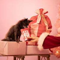 Chihuahua noir qui renifle le sachet surprise numéro 4 de son Calendrier de l'Avent pour chien 2026 A PET STORE tendu par le Père Noël