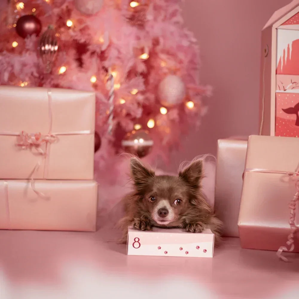 calendrier de l'avent pour chien