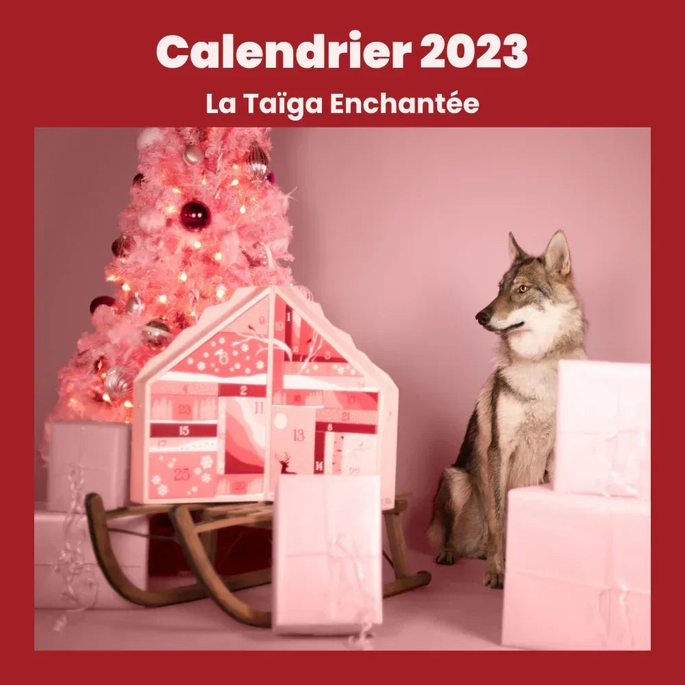 Dog Advent Calendar – Personalized