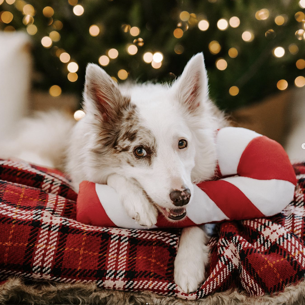 peluche pour chien candy cane jigglerz