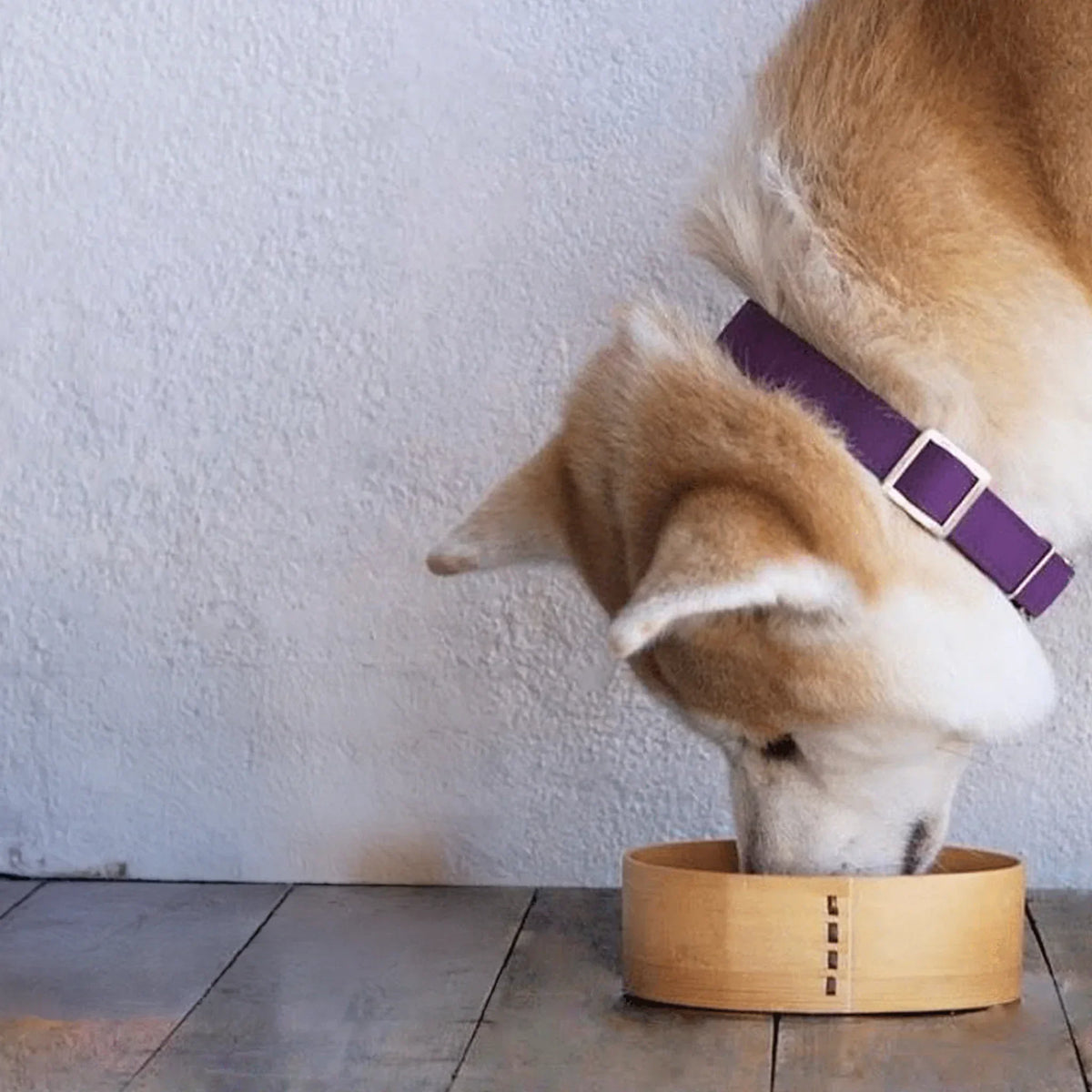 conserve de poisson canumi pour chiens et chats