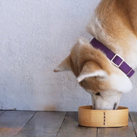 conserve de poisson canumi pour chiens et chats