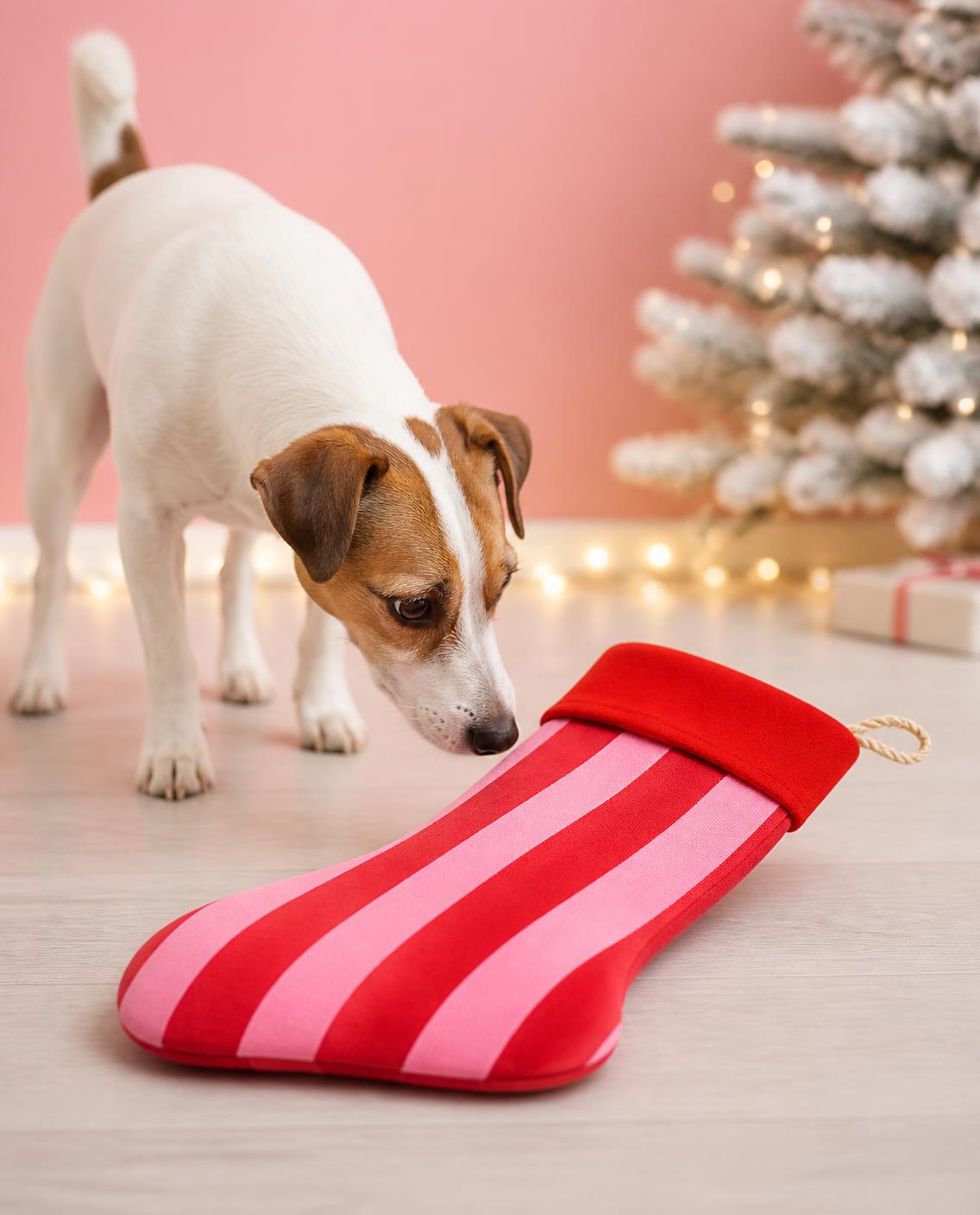Un jack russell renifle la chaussette posée au sol Image