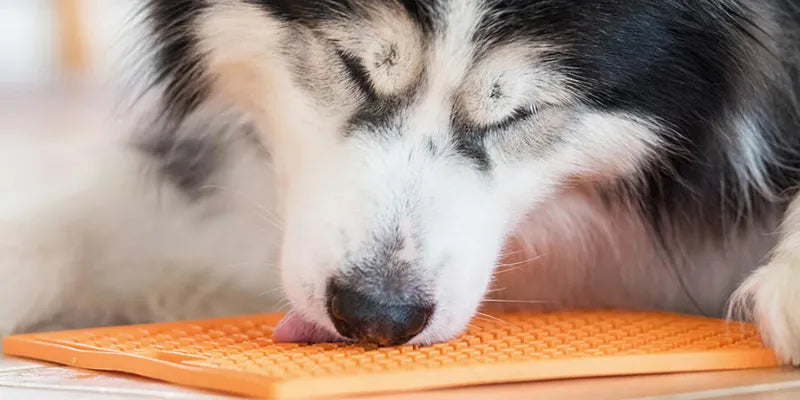 Tapis de léchage pour chien A PET STORE : modèles en silicone