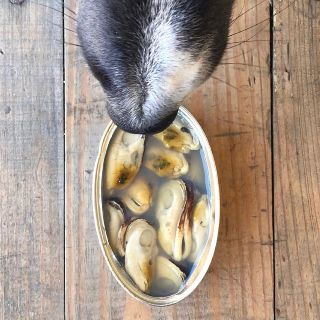 conserve canumi moules vertes pour chien et chat