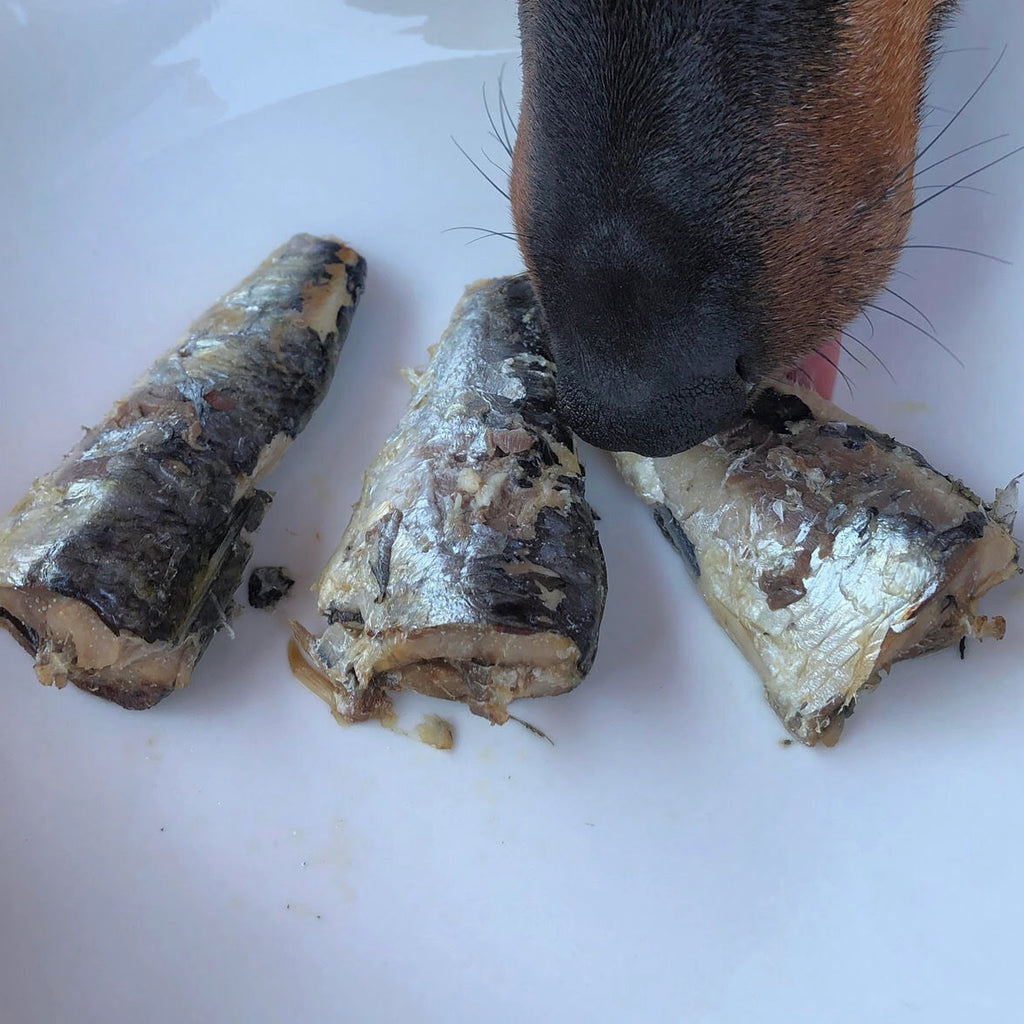 conserve canumi sardine filet pour chien