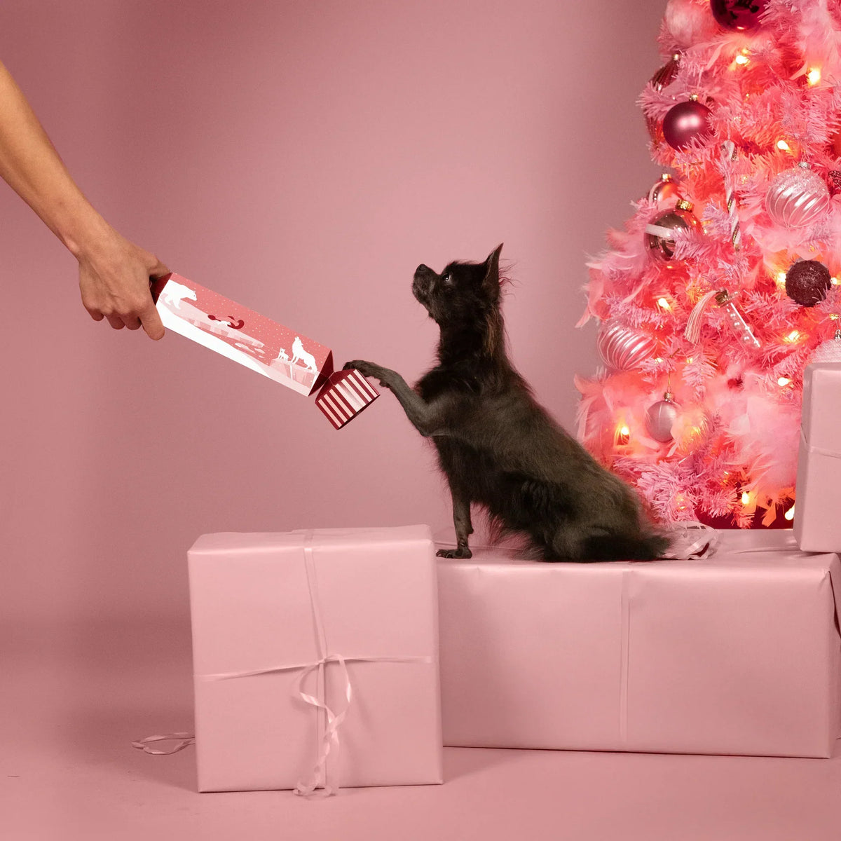 Le Cracker du Nouvel An pour chiens 🐶 – Le Royaume des Glaces