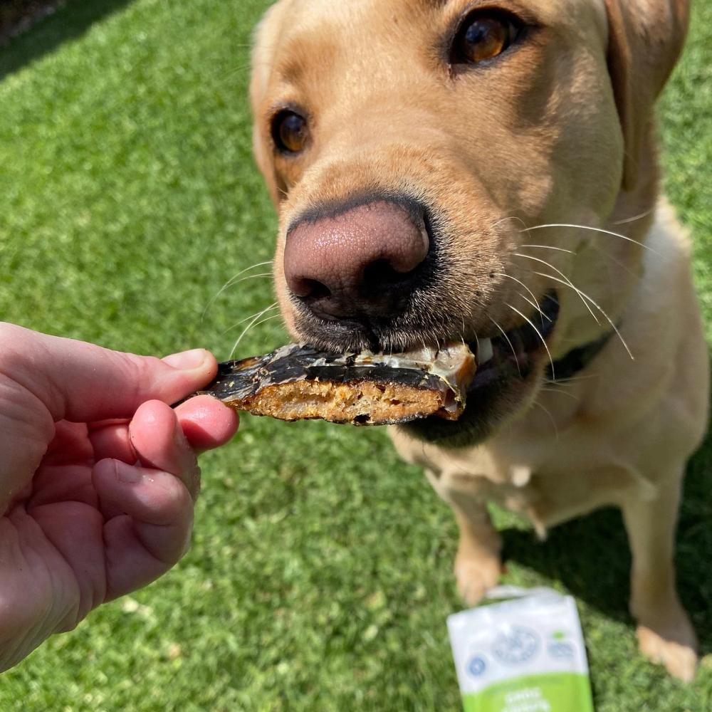 croustilles de crocodile pour chiens