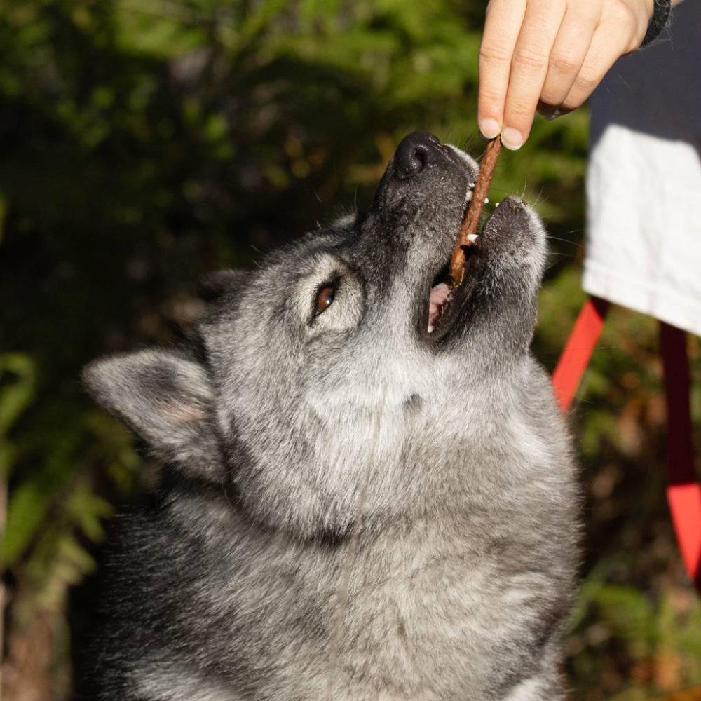 stick de viande pour chien