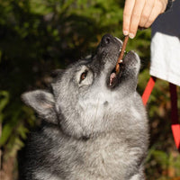 stick de viande pour chien