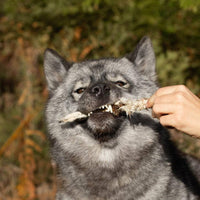 oreille de lapin poilues chien