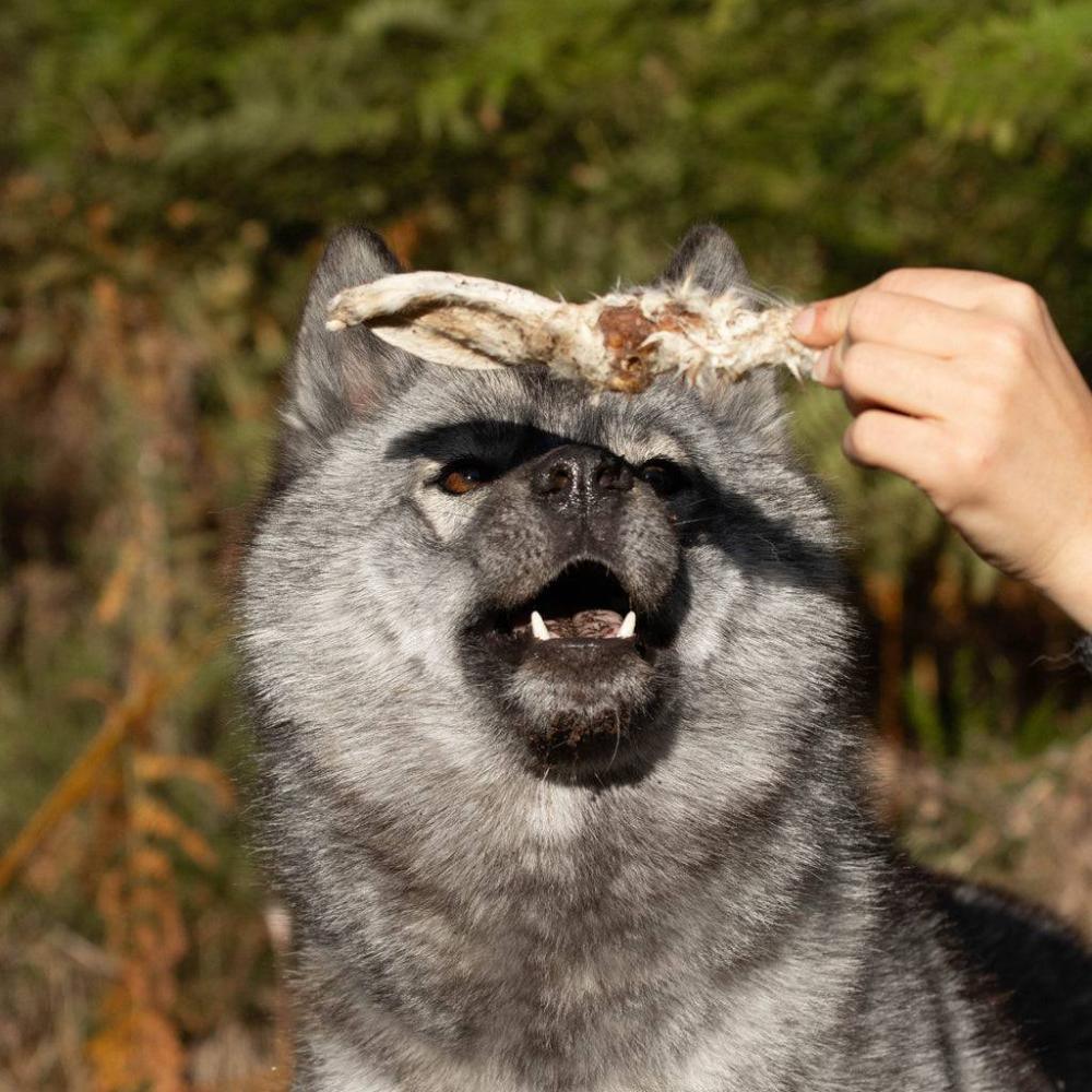oreille de lapin avec poils chien