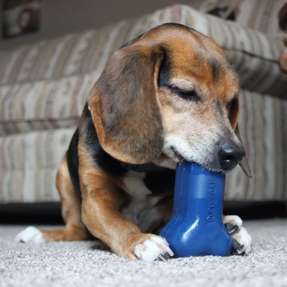 Freezbone – Jouet d'enrichissement à congeler pour chien