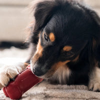 Freezbone – Jouet d'enrichissement à congeler pour chien