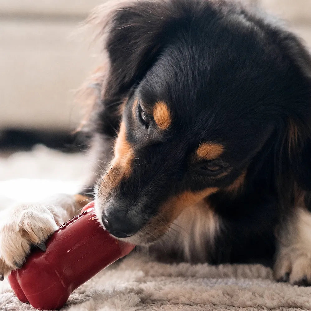 Freezbone – Jouet d'enrichissement à congeler pour chien