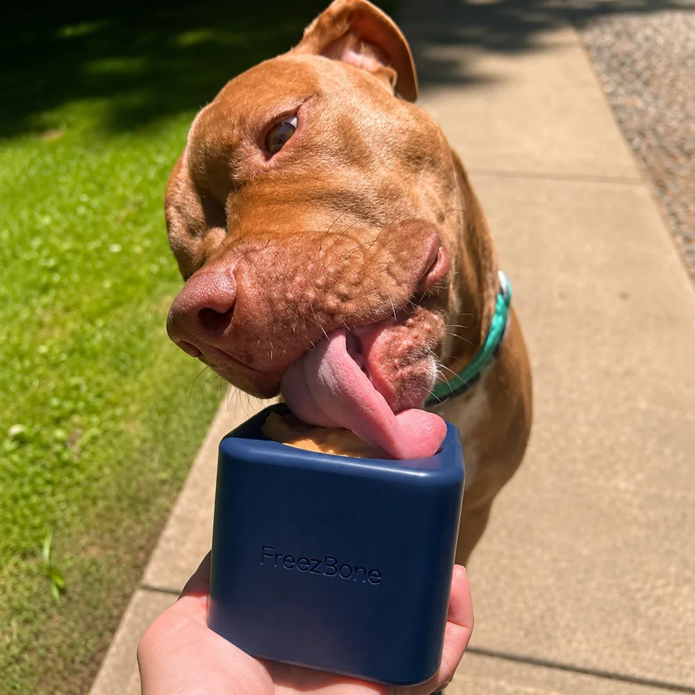 Freezbox – Distributeur de friandises à congeler pour chien – Freezbone